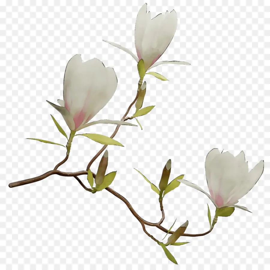 Chino Magnolia，Familia De Magnolia PNG