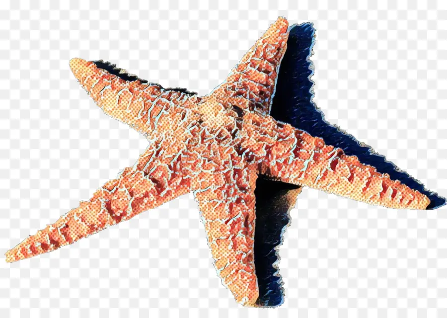 Estrella De Mar，Información PNG