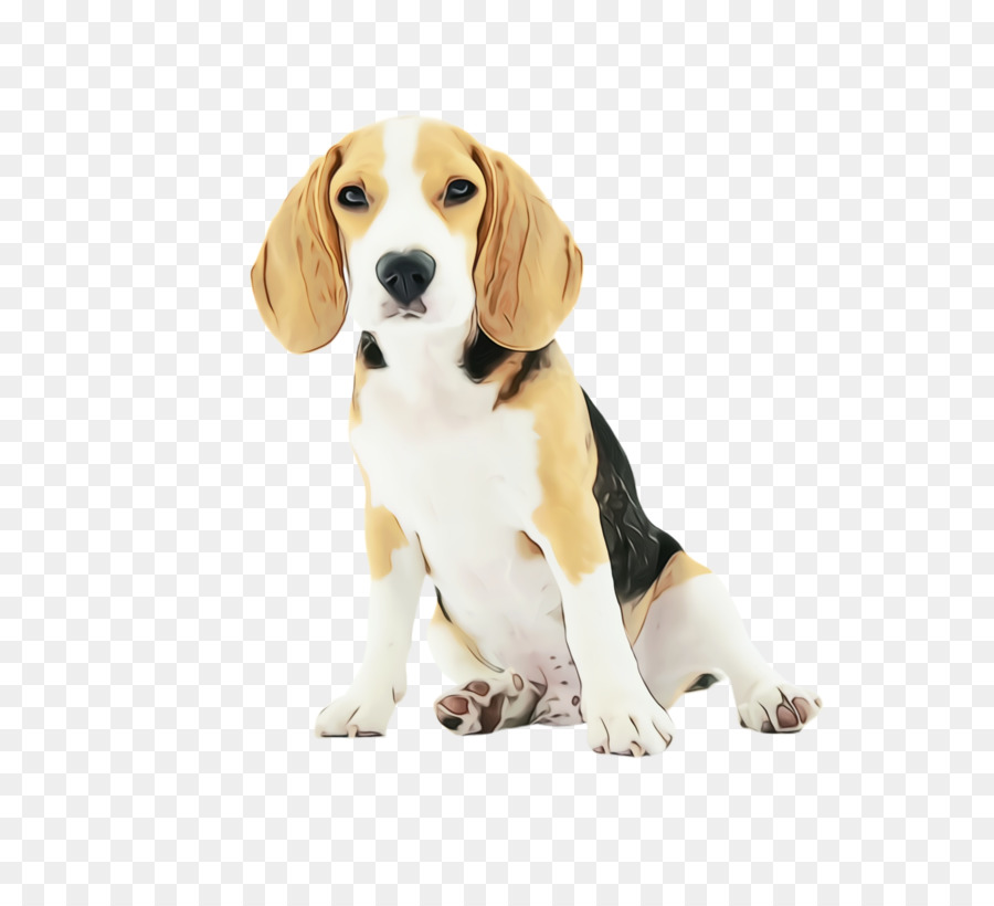 Mascota，Beagle PNG