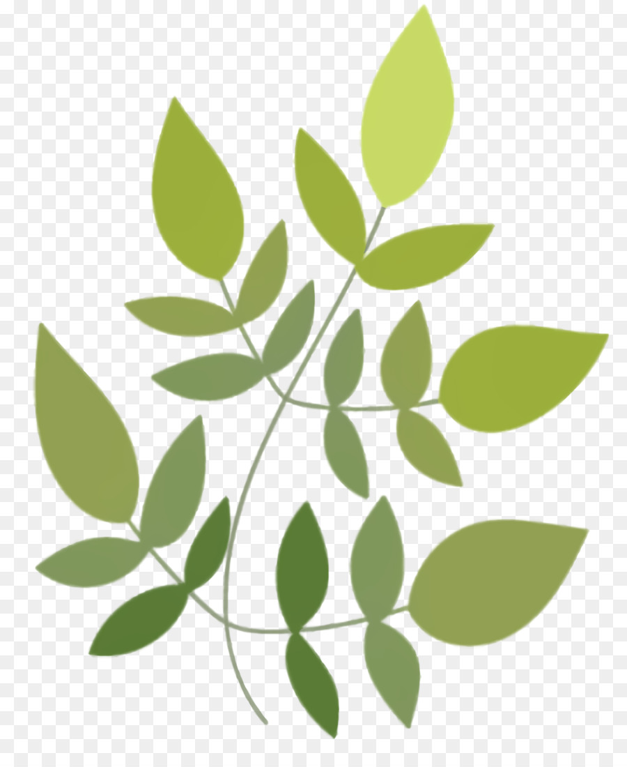 Hoja，Verde PNG