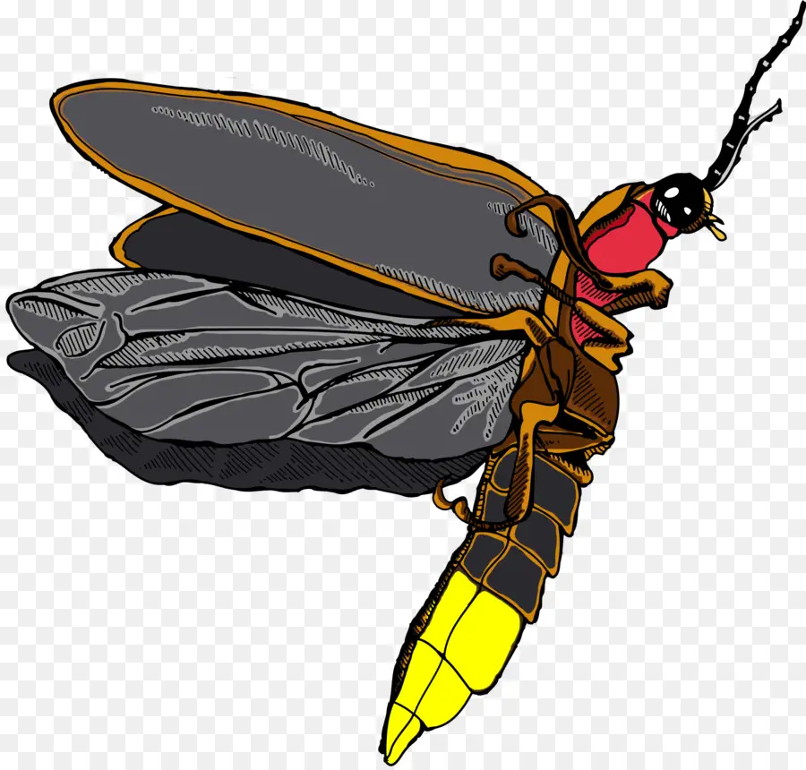 Los Insectos，Firefly PNG