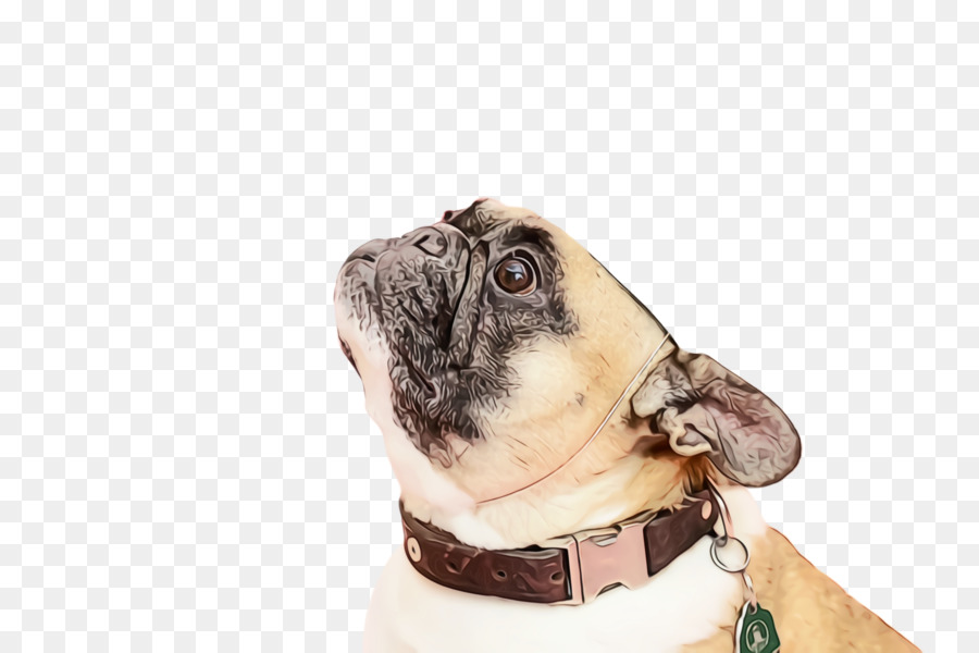 Pug，Bulldog Francés PNG