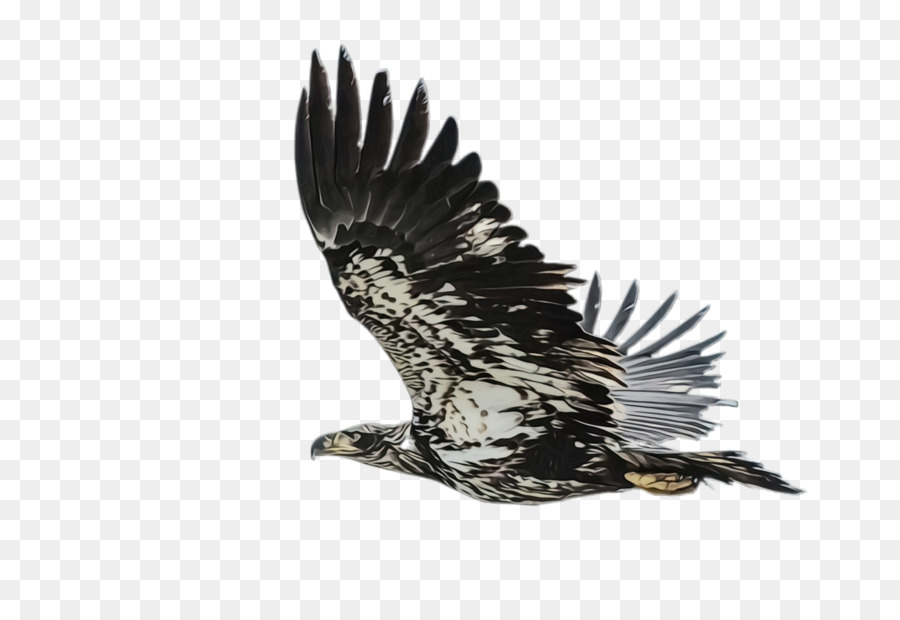 Vuelo，Aves PNG