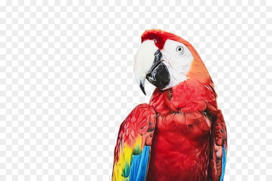 Aves，Guacamayo PNG