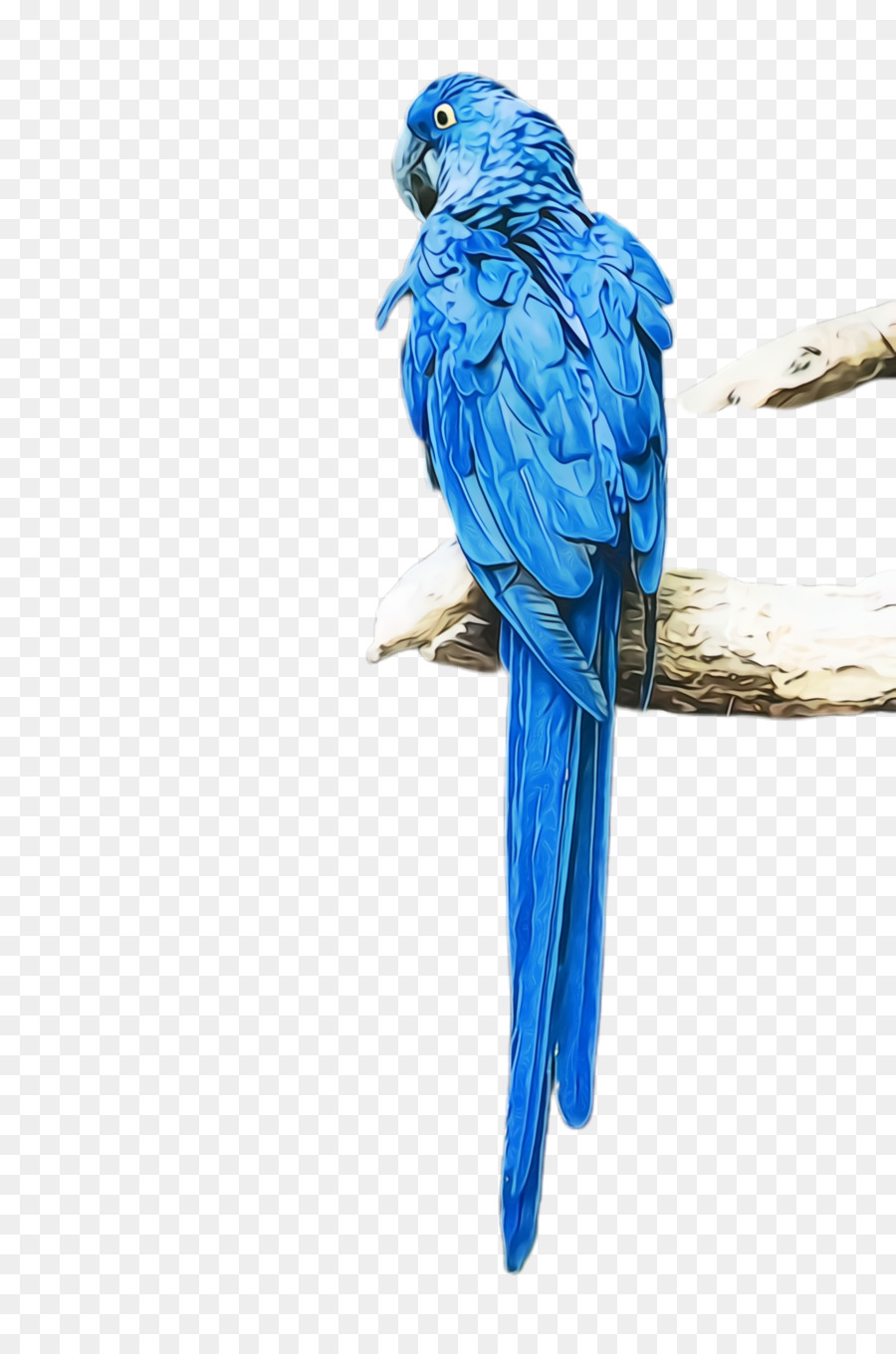 Guacamayo，Loro PNG