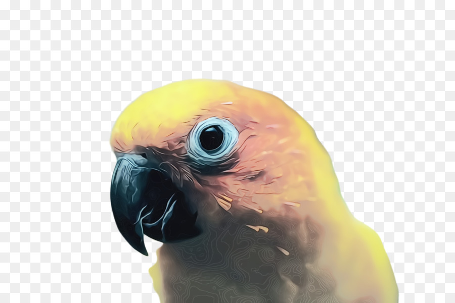 Loro，Verde PNG