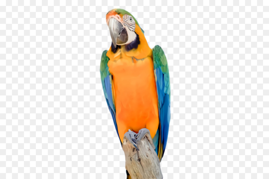 Loro，Aves PNG