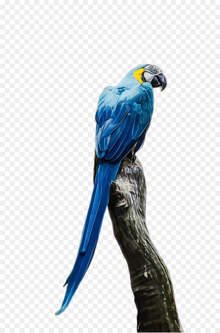 Guacamayo，Parakeet PNG