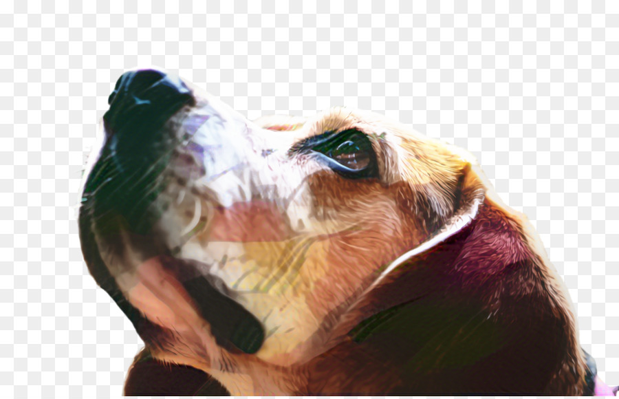 Perro De Terapia，Perro PNG