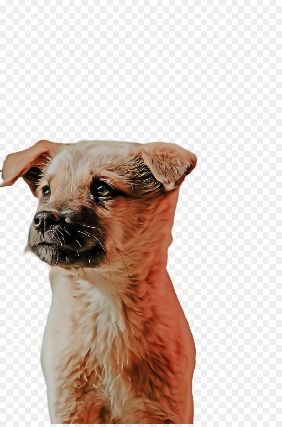 Raza De Perro，Border Terrier PNG