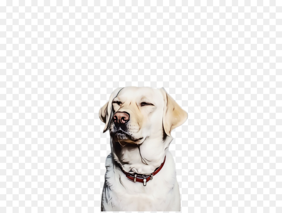 Labrador Retriever，Cachorro PNG