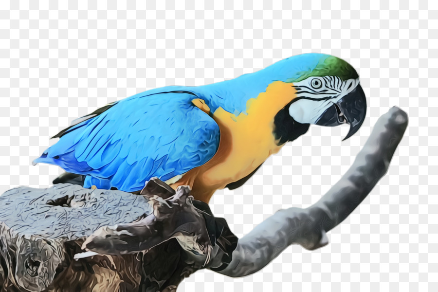 Loro，Guacamayo PNG