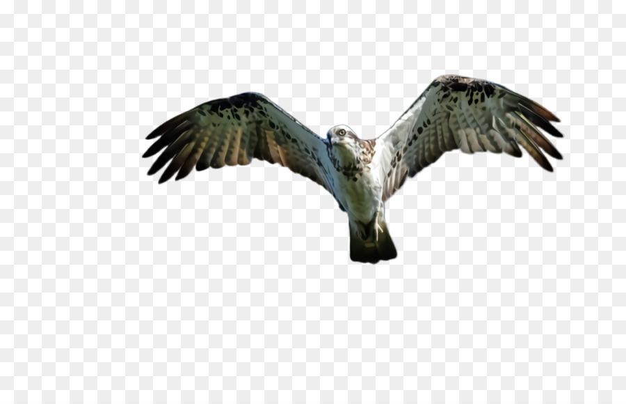 Pájaro En Vuelo，Vuelo PNG