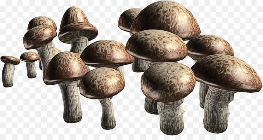 Seta，Shiitake PNG