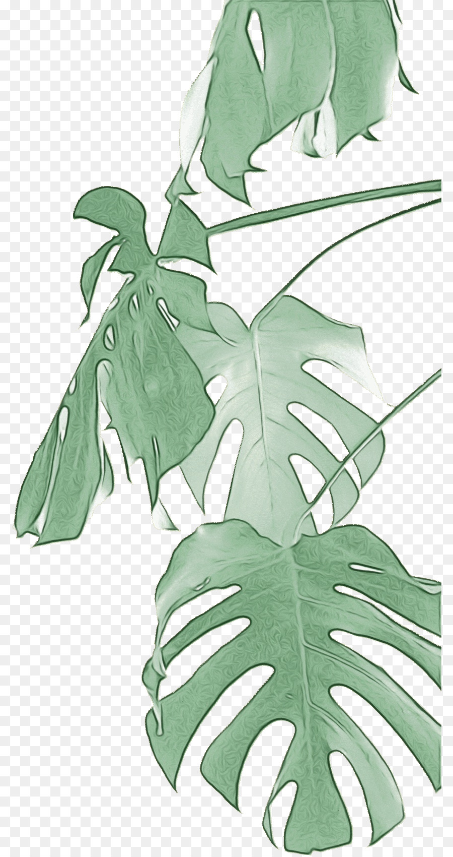 Queso Suizo Planta，Vid PNG