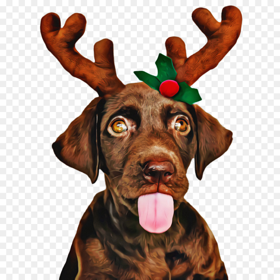 Cachorro，Labrador Retriever PNG