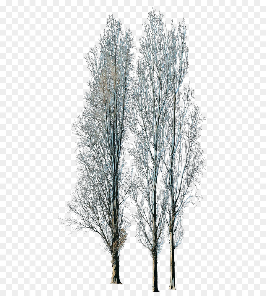 Invierno，Árbol PNG