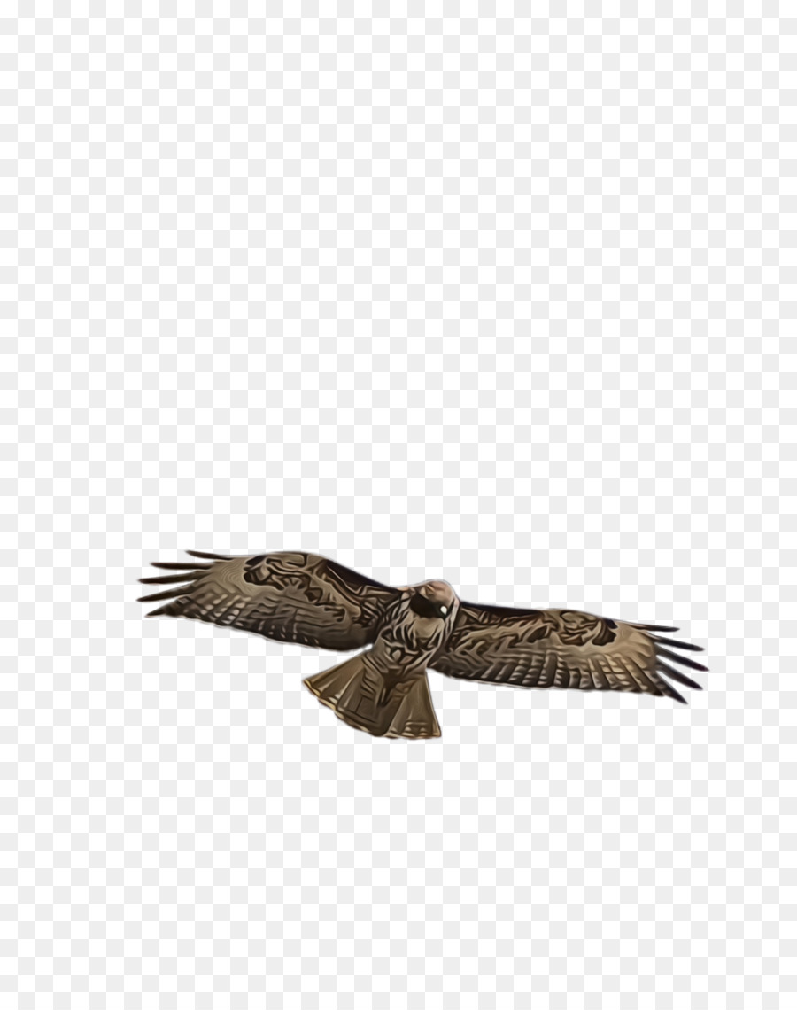 Pico，Pluma PNG