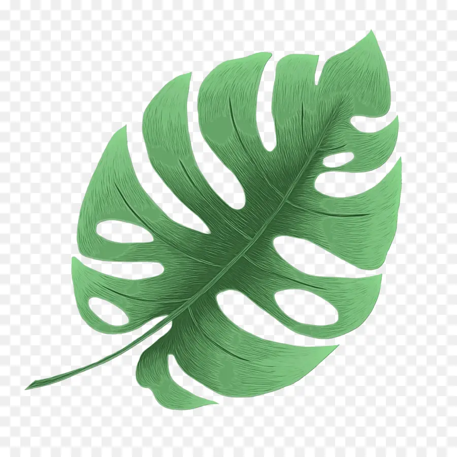 Hoja，Monstera Deliciosa PNG