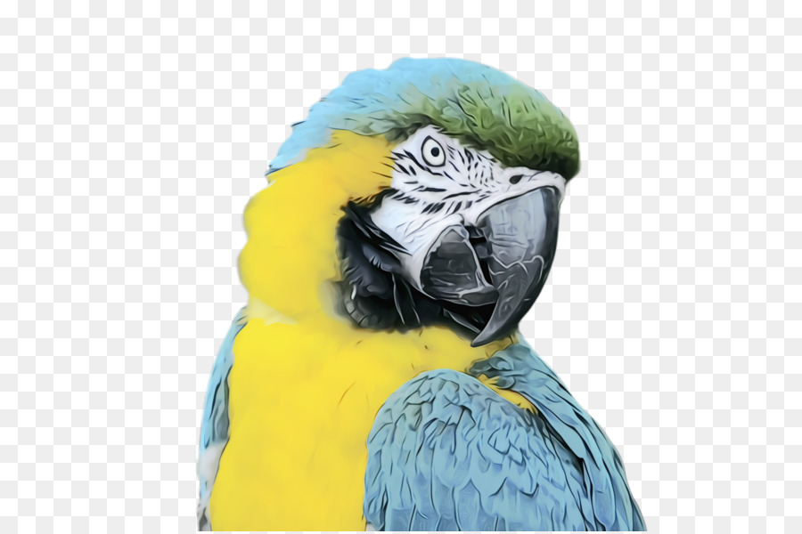 Guacamayo，Parakeet PNG