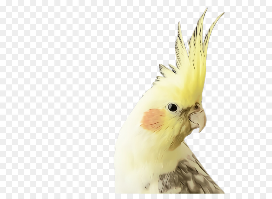 Pájaro Amarillo，Loro PNG