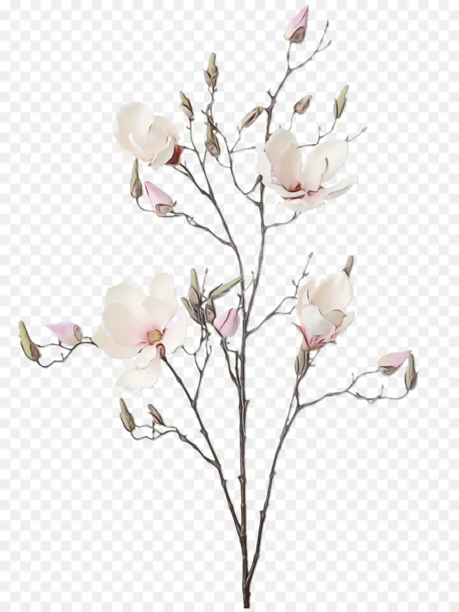 Rama De Magnolia，Florecer PNG