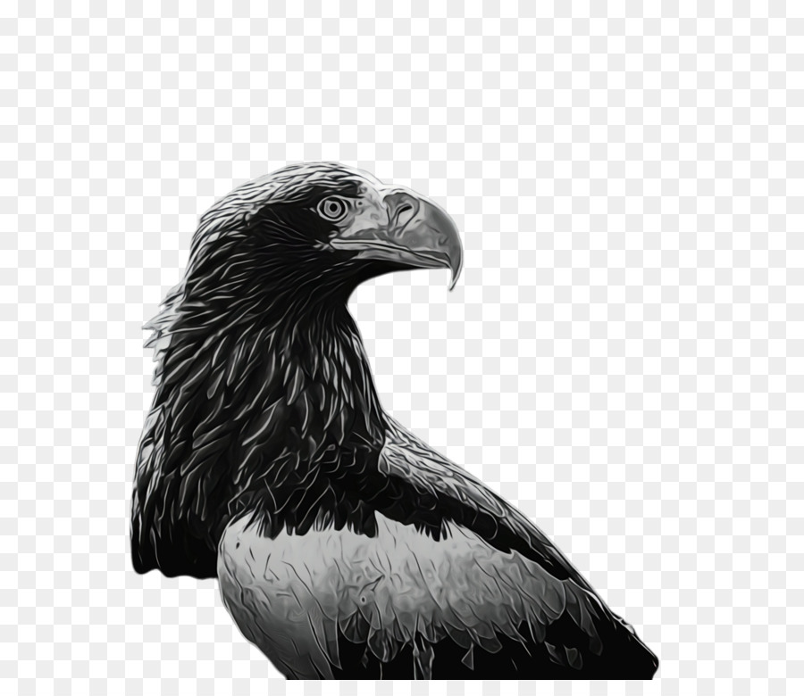 águila Calva，águila PNG