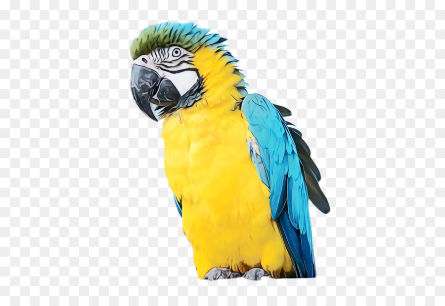 Guacamayo，Parakeet PNG