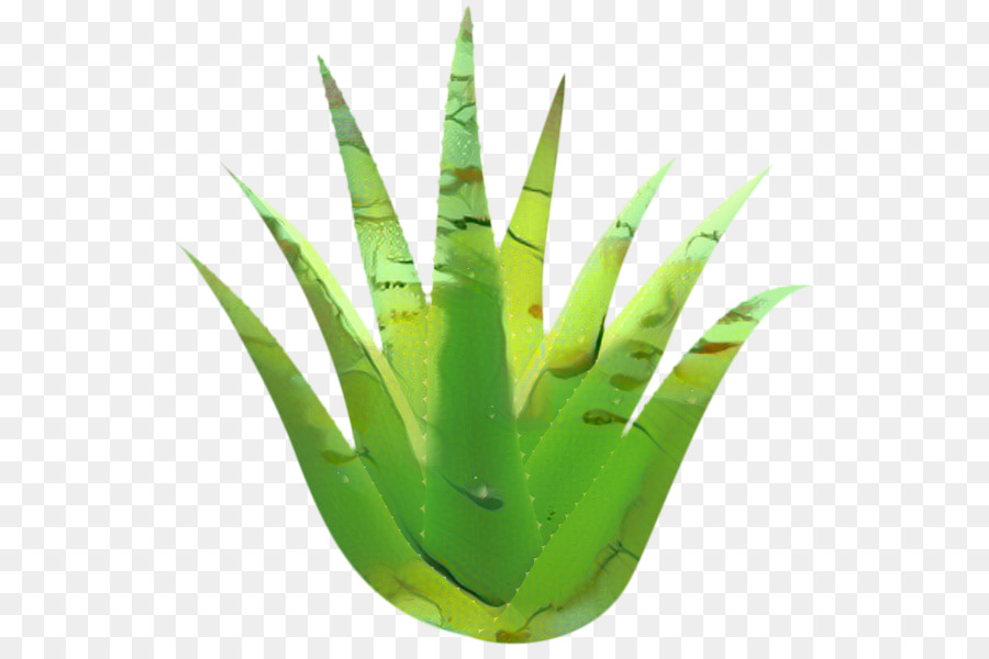 Aloe Vera，Dibujo PNG