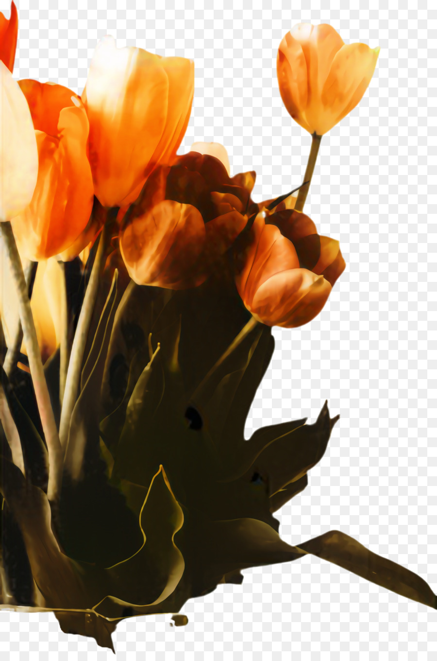 Tulip，Todavía Vida La Fotografía PNG