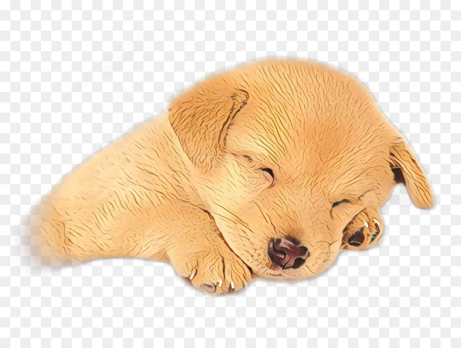 Golden Retriever，Labrador Retriever PNG