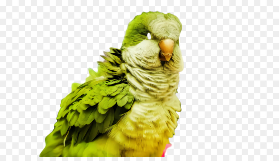 Parakeet，Pico PNG