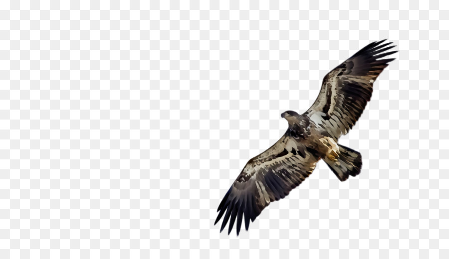 águila Calva，Mengalum Isla PNG