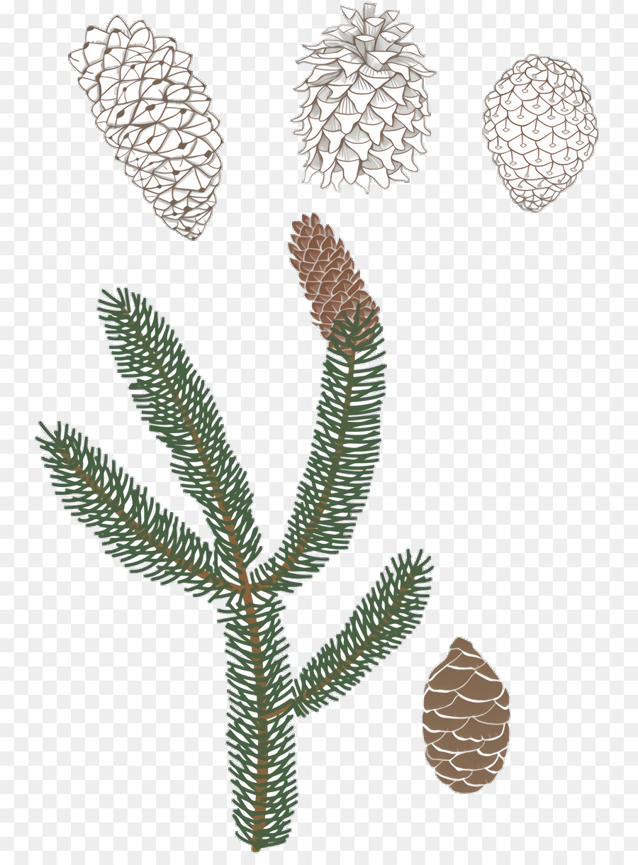 Abeto，Tallo De La Planta PNG