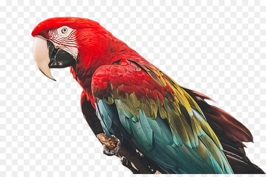 Guacamayo，Parakeet PNG