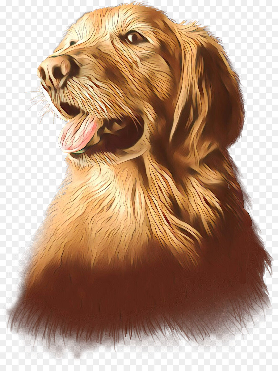 Setter Irlandés，Nova Scotia Duck Peaje Retriever PNG