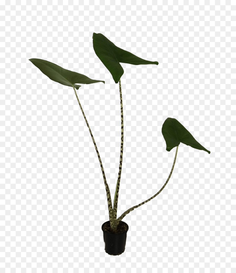 Hoja，Tallo De La Planta PNG