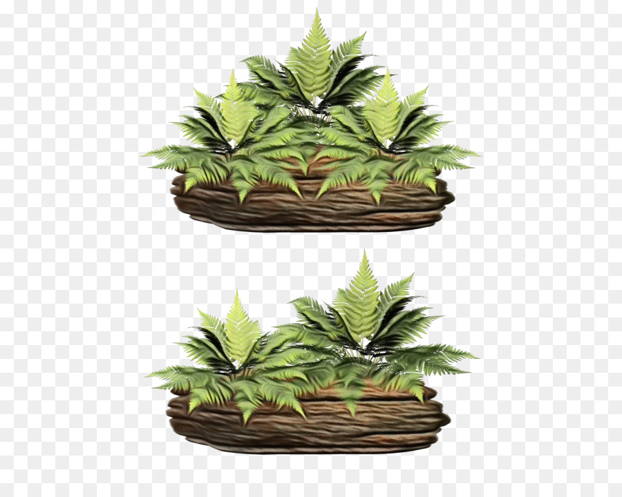 Helecho，Las Plantas PNG