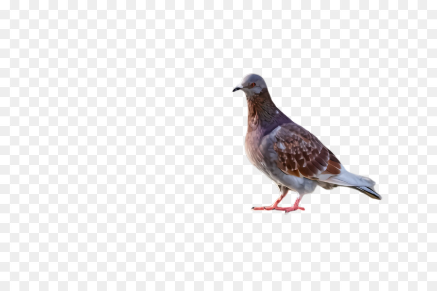 Las Palomas Y Las Palomas，Pico PNG