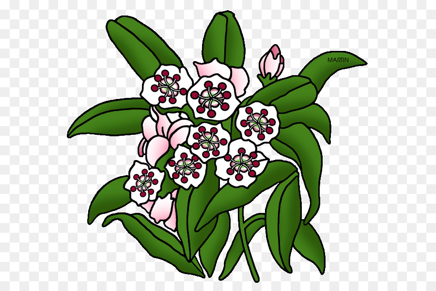 Diseño Floral，Mountainlaurel PNG