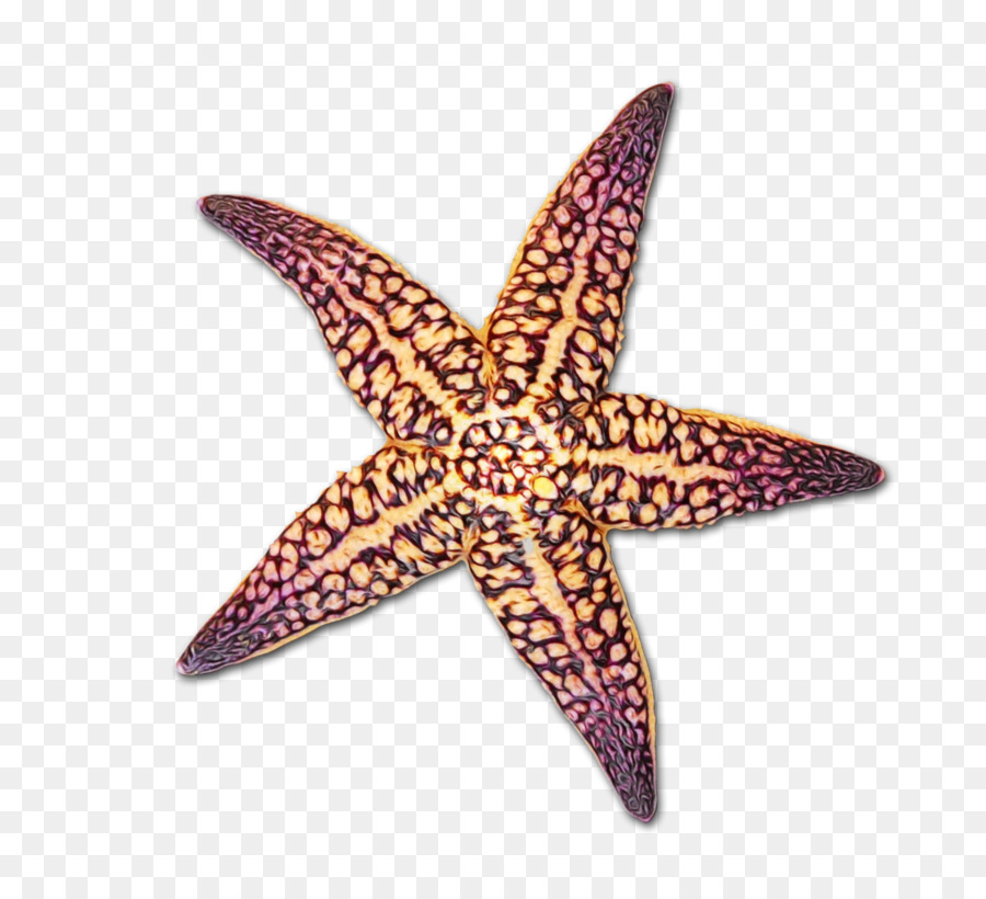 Dibujo，Estrella De Mar PNG