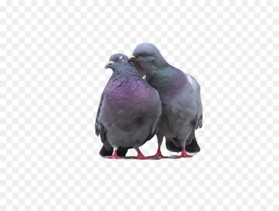 Palomas，Aves PNG