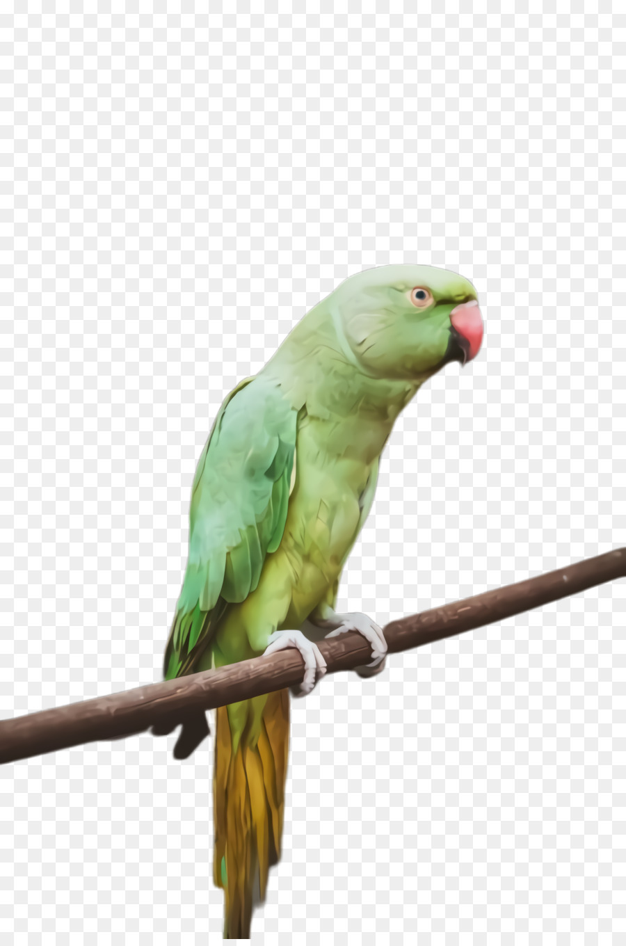 Agapornis，Guacamayo PNG