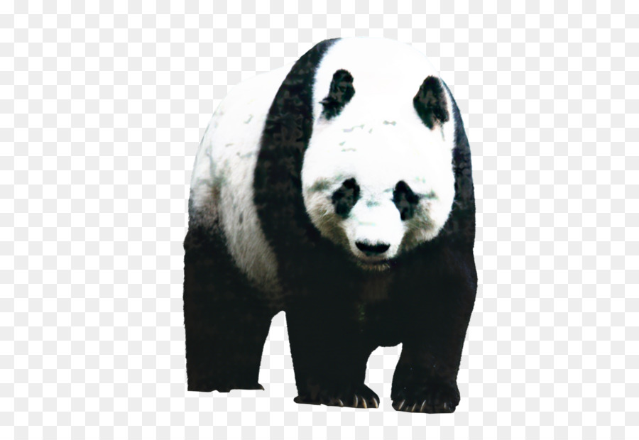 El Panda Gigante，El Panda Rojo PNG