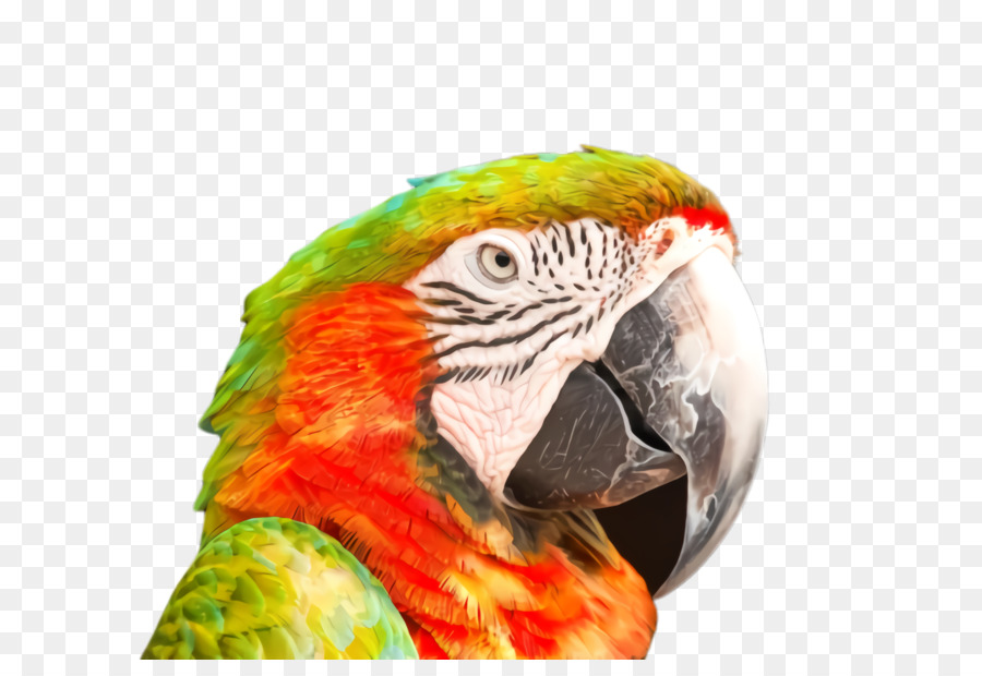 Guacamayo，Loro PNG