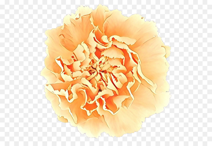 Clavel Naranja，Florecer PNG