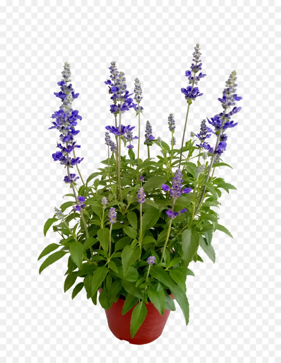 Salvia Azul，Flor PNG