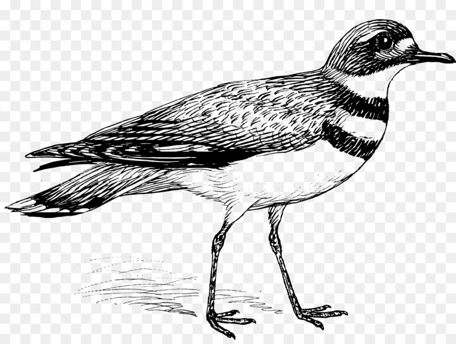 Killdeer，Aves PNG