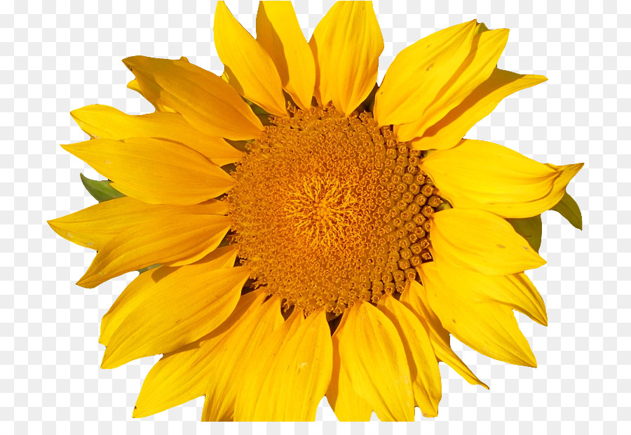 Girasol，Amarillo PNG