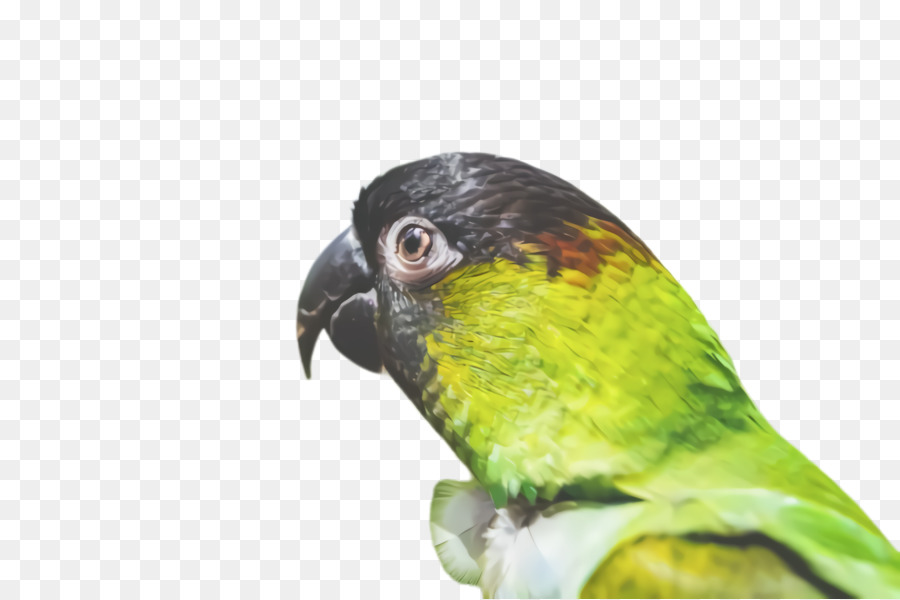 Parakeet，Loro PNG
